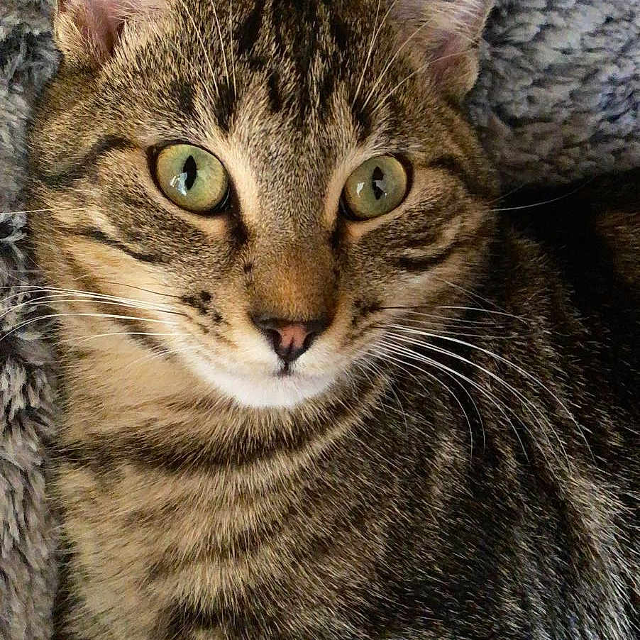 Pistache