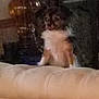 dog, couch, lamp, indoor, dim_light, blurry, furniture, pet, small_dog, vintage_lamp, shadow, dark, cozy, home, animal, sitting, fur, quiet, background, room