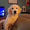 Appy a rejoint le concours — aidez-le/la à gagner de superbes lots ! animal, blurred_background, brown, canine, companion, couch, cute, dog, domestic, furniture, golden_retriever, indoor, leather, living_room, pet, puppy, relaxed, television, wall_art, young