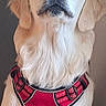 Appy participe au concours pour gagner de l'argent avec cette photo : animal, canine, closeup, companion, cute, dog, domestic_animal, friendly, fur, golden_retriever, harness, indoor, looking_up, mammal, pet, portrait, red_harness, sitting, well_groomed, white_background