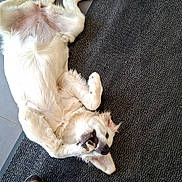Appy participe au concours pour gagner de l'argent avec cette photo : canine, dog, domestic_animal, ears, floor, front_paws, happy, indoor, jeans, looking_up, lying_down, mouth_open, pet, playful, relaxed, rug, shoes, tile_floor, white_dog, wood_floor