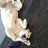 canine, dog, domestic_animal, ears, floor, front_paws, happy, indoor, jeans, looking_up, lying_down, mouth_open, pet, playful, relaxed, rug, shoes, tile_floor, white_dog, wood_floor