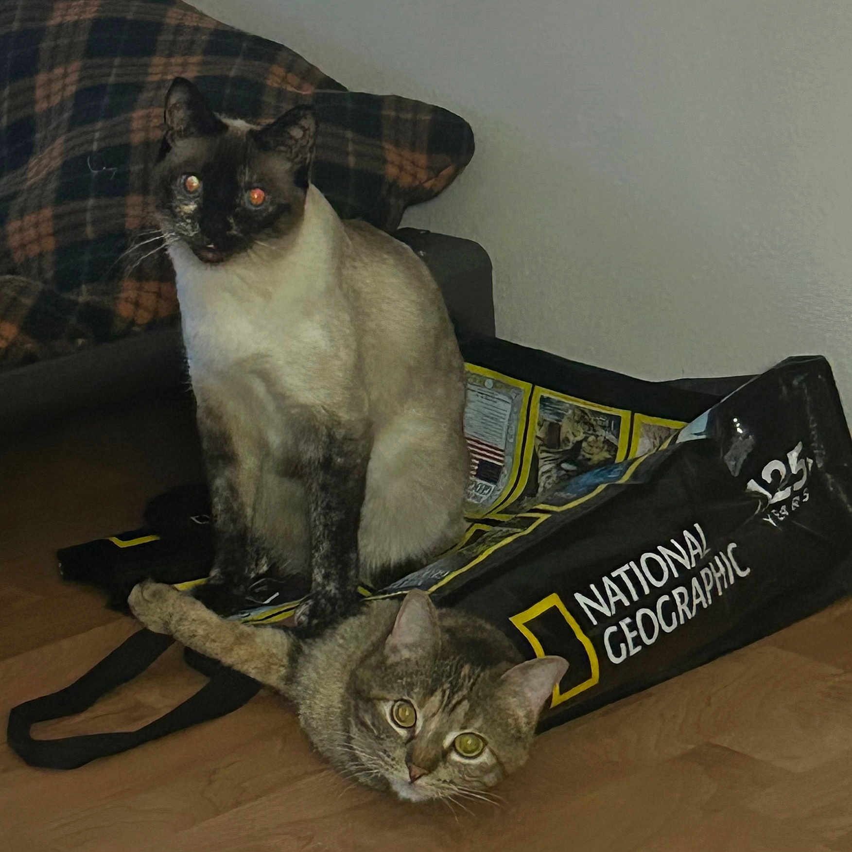 Bitsy And Roo joined the competition — help win amazing prizes! abyssinian, accessories, animal, bag, blackcat, cat, couch, egyptiancat, furniture, handbag, manx, pet, siamese, strap, text