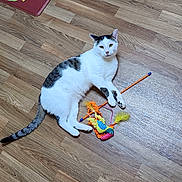 Tommy joined the competition — help win amazing prizes! animal, bird_toy, cat, colorful, curious, domestic_cat, feline, floor, gray_spots, indoor, looking, mat, pet, playful, relaxed, stick, sunflower_pattern, toy, white_cat, wooden_floor