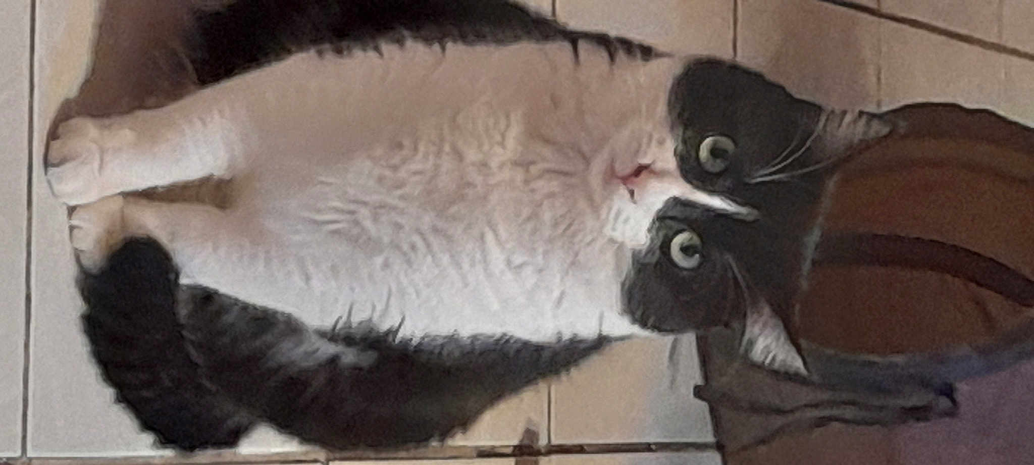 Mimi