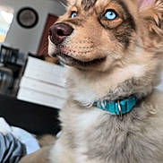 Aïka participe au concours pour gagner de l'argent avec cette photo : dog, blue_eyes, collar, indoor, furniture, clock, curious, close_up, fluffy, pet, canine, looking_away, domestic, animal, brown_fur, white_fur, portrait, house, living_room, cute