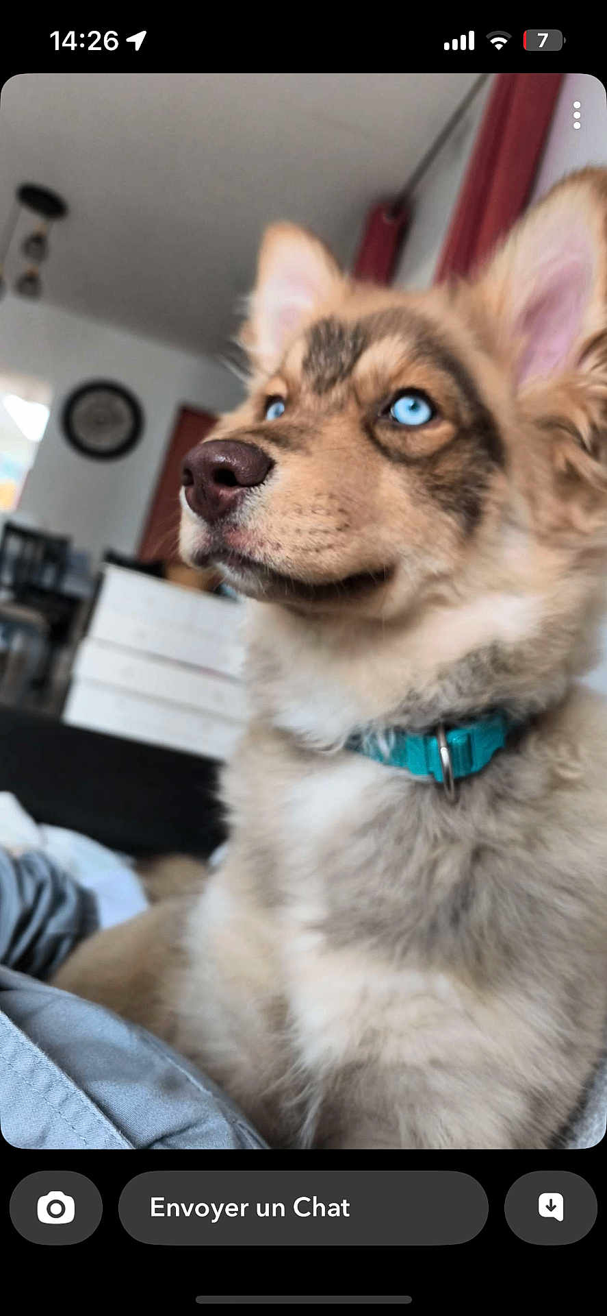 Aïka participe au concours pour gagner de l'argent avec cette photo : dog, blue_eyes, collar, indoor, furniture, clock, curious, close_up, fluffy, pet, canine, looking_away, domestic, animal, brown_fur, white_fur, portrait, house, living_room, cute