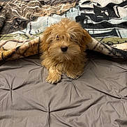 Alpine a rejoint le concours — aidez-le/la à gagner de superbes lots ! puppy, dog, bed, blanket, fur, cute, pet, indoor, animal, sleepy, small, fluffy, brown, cozy, resting, adorable, young, companion, domestic, cute_pet