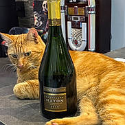 Mickey participe au concours pour gagner de l'argent avec cette photo : cat, ginger_cat, bottle, champagne, countertop, jukebox, indoor, feline, relaxed, orange_fur, table, retro, drink, beverage, animal, pet, fur, whiskers, pink_paw, domestic_cat