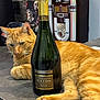 cat, ginger_cat, bottle, champagne, countertop, jukebox, indoor, feline, relaxed, orange_fur, table, retro, drink, beverage, animal, pet, fur, whiskers, pink_paw, domestic_cat