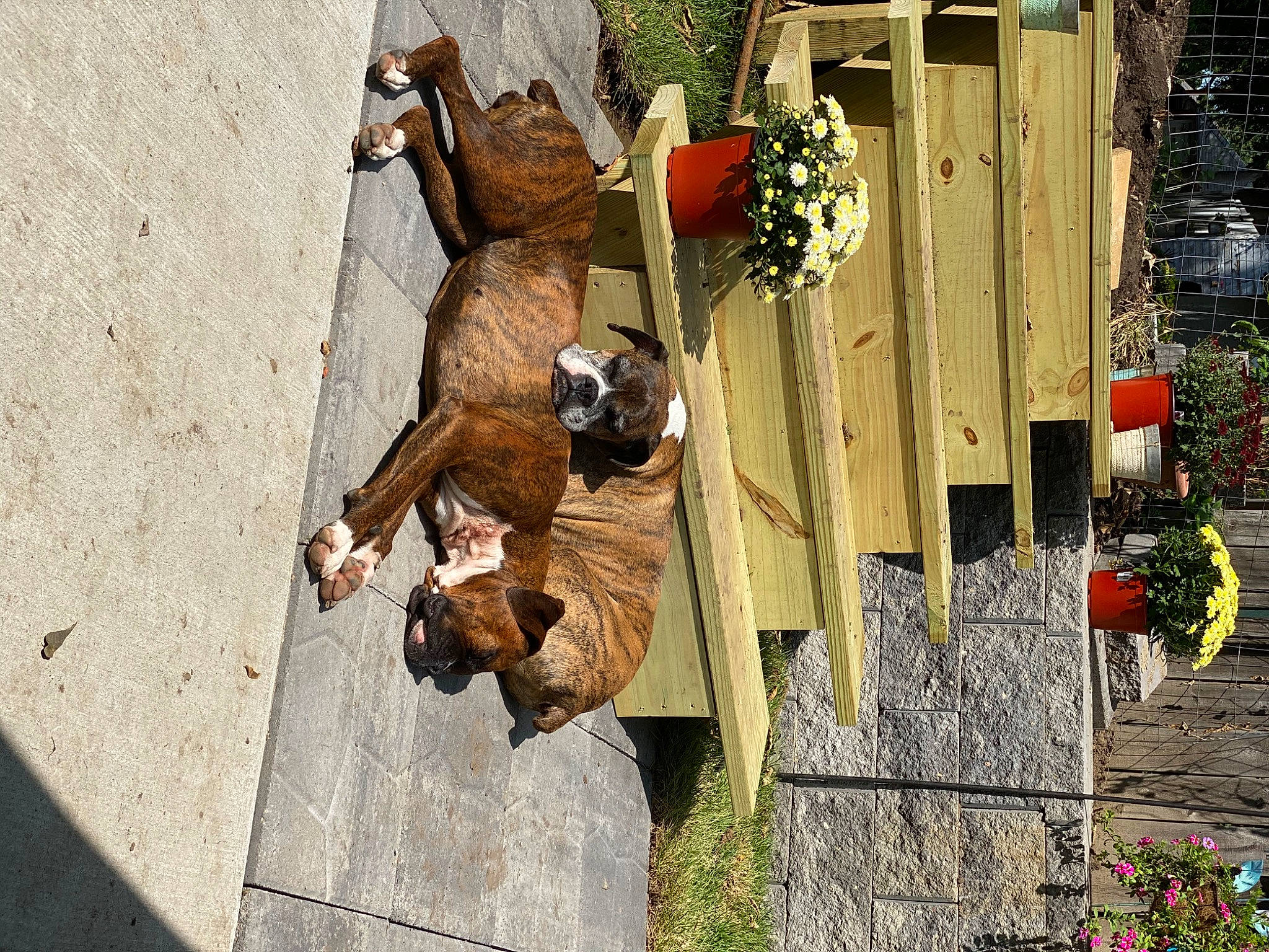 Ruby And Bones joined the competition — help win amazing prizes! american_staffordshire_terrier, boxer, canidae, carnivore, dog, dog_breed, fawn, non_sporting_group, snout, wood, working_dog