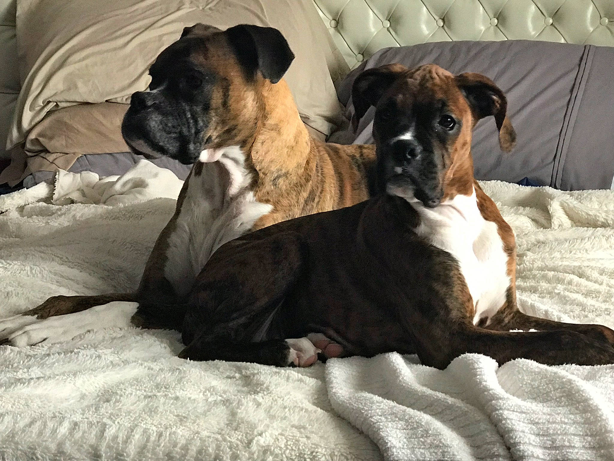 Ruby And Bones joined the competition — help win amazing prizes! boerboel, boxer, bullmastiff, canidae, carnivore, companion_dog, dog, dog_breed, english_mastiff, fawn, mammal, molosser, non_sporting_group, puppy, snout, valley_bulldog, vertebrate