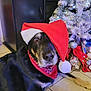 bandana, black, black_fur, canine, celebration, christmas_decorations, decor, dog, festive, floor, holiday, indoor, pet, red, relaxed, santa_hat, silver, tile_floor, white, white_christmas_tree