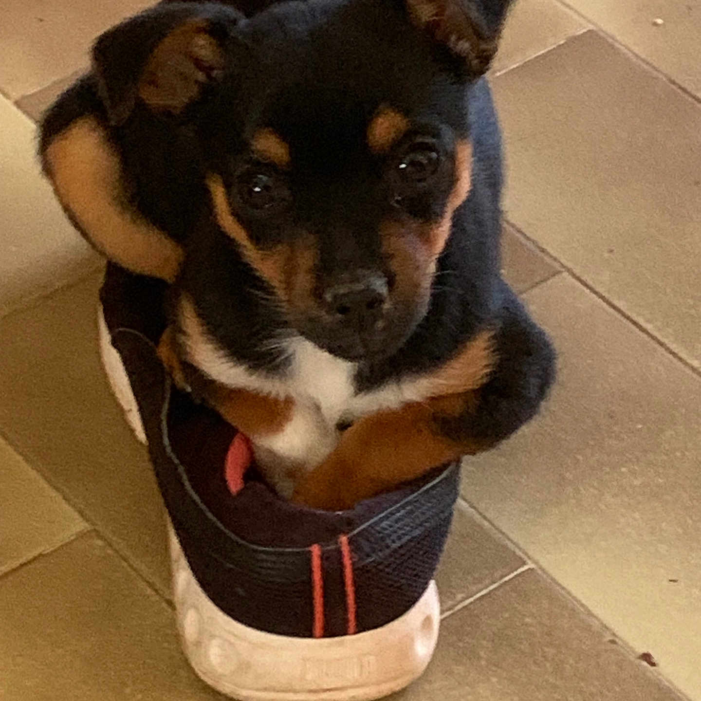Nicky participe au concours pour gagner de l'argent avec cette photo : puppy, dog, sneaker, shoe, floor, tile_floor, small_dog, black_dog, brown_dog, pet, cute, animal, indoors, looking_up, young_dog, sitting, cozy, curious, footwear, domestic