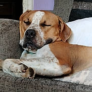 Kevin is registered to the contest to win money with this photo: dog, sleeping, couch, indoor, relaxing, brown, white, spotted, pet, furniture, closeup, resting, calm, domestic_animal, mammal, companion, cozy, paw, face, nose