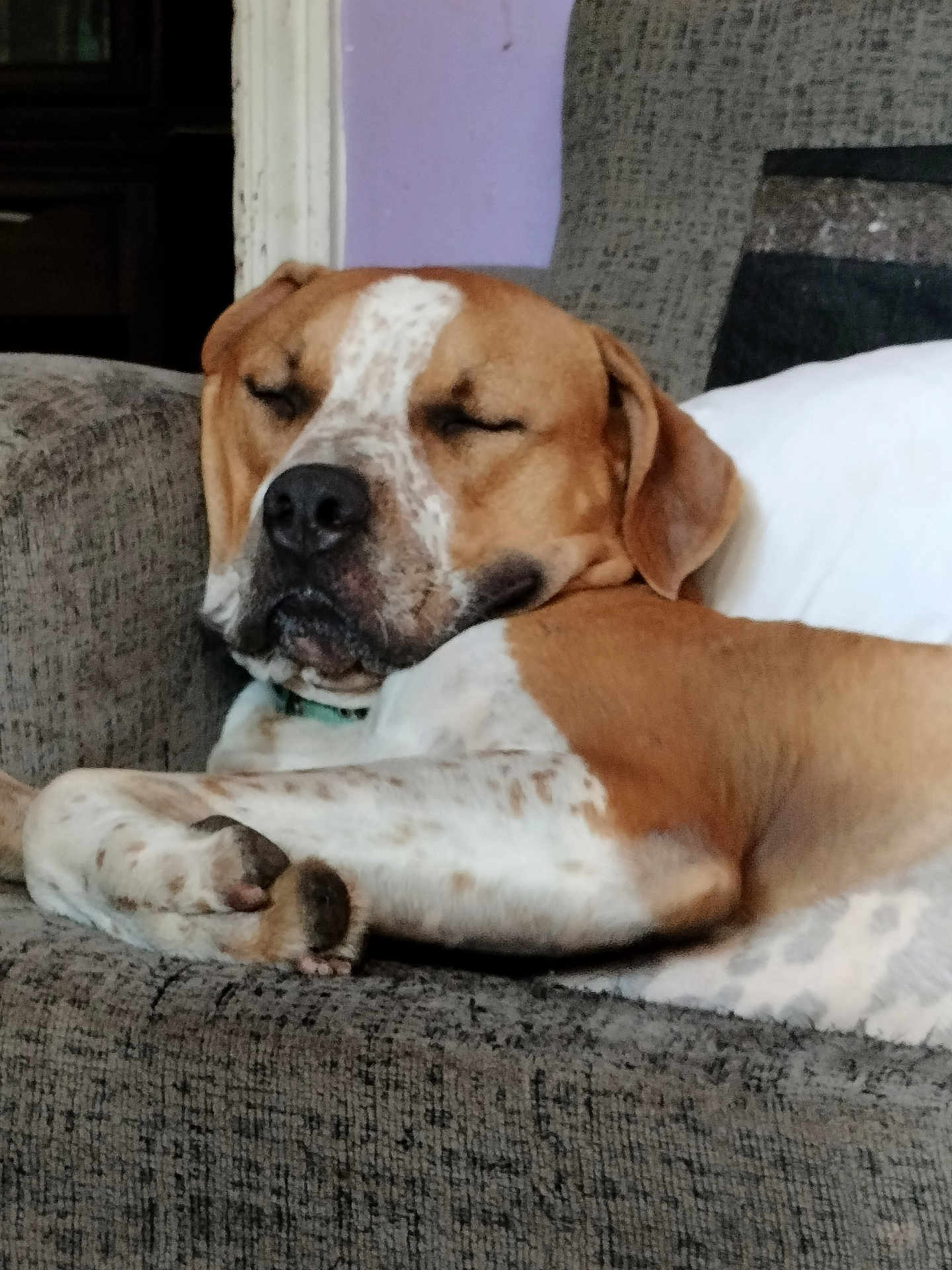 Kevin is registered to the contest to win money with this photo: dog, sleeping, couch, indoor, relaxing, brown, white, spotted, pet, furniture, closeup, resting, calm, domestic_animal, mammal, companion, cozy, paw, face, nose