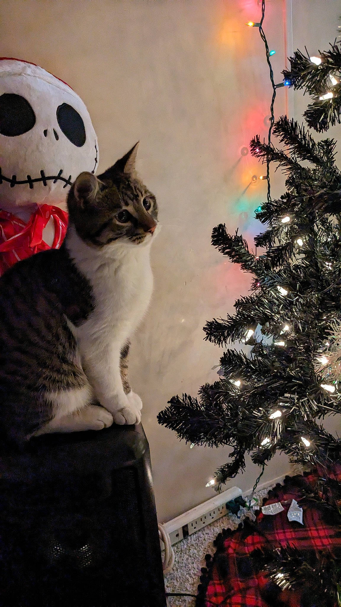 Tazz is registered to the contest to win money with this photo: art, black, carnivore, cat, christmas_ornament, christmas_tree, event, evergreen, felidae, happy, ornament, plant, sky, small_to_medium_sized_cats, snout, tail, tints_and_shades, tree, whiskers, white