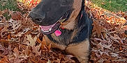 Gunner is registered to the contest to win money with this photo: animal, autumn_leaves, brown_leaves, canine, collar, daylight, dog, ears, fall, fence, grass, happy, nature, outdoor, pet, playful, sunny, tag, tongue_out, yard