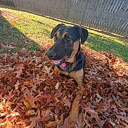 Gunner is registered to the contest to win money with this photo: animal, autumn, black, brown, canine, collar, daytime, dog, fall, fence, grass, happy, leaf_pile, leaves, nature, outdoor, pet, playful, sunlight, yard