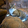 cat, tabby_cat, pet, feline, indoor, brown_couch, furniture, relaxed, animal, whiskers, paws, striped, resting, domestic_cat, cute, cozy, home, mammal, sitting, fur
