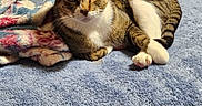 Bingo joined the competition — help win amazing prizes! cat, tabby_cat, blanket, blue_blanket, striped_fur, animal, pet, indoor, cozy, relaxed, fur, whiskers, ears, paws, curious, lying_down, soft_texture, close_up, resting, domestic_cat