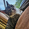 cat, tabby, close_up, indoor, window, screen, fur, whiskers, eyes, pet, animal, relaxed, curious, striped, nature, daylight, home, resting, portrait, mammal