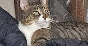 Bingo is registered to the contest to win money with this photo: animal, cat, closeup, curious, domestic_animal, feline, fur, household_item, indoor, notebook, paw, pen, pet, pink_object, relaxing, resting, striped, tabby_cat, table, whiskers