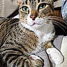 cat, tabby, green_eyes, whiskers, paws, fur, pet, indoor, relaxed, closeup, animal, cute, mammal, domestic, sleepy, feline, portrait, resting, soft_surface, cozy