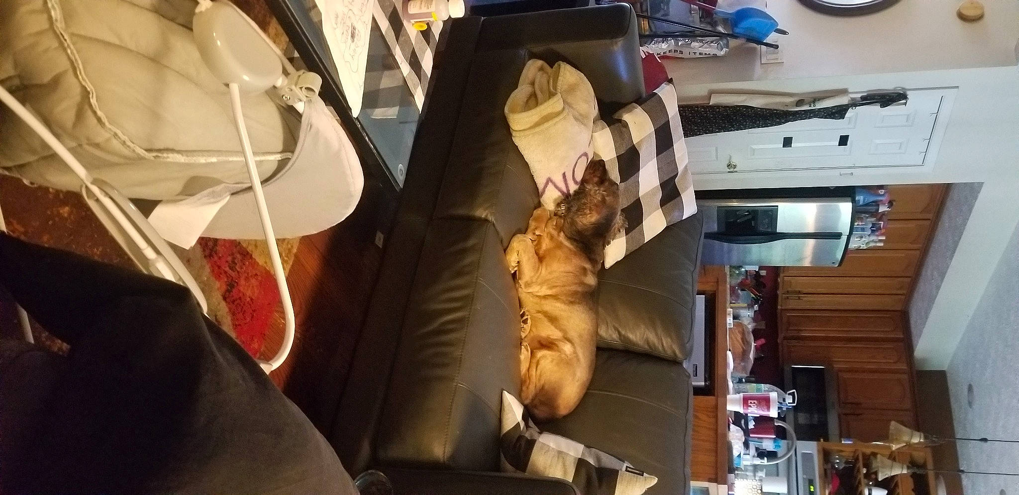 Beau joined the competition — help win amazing prizes! art, artifact, companion_dog, fish, flesh, fur, machine, motor_vehicle, personal_protective_equipment, room, sporting_group, toy, transport, wood