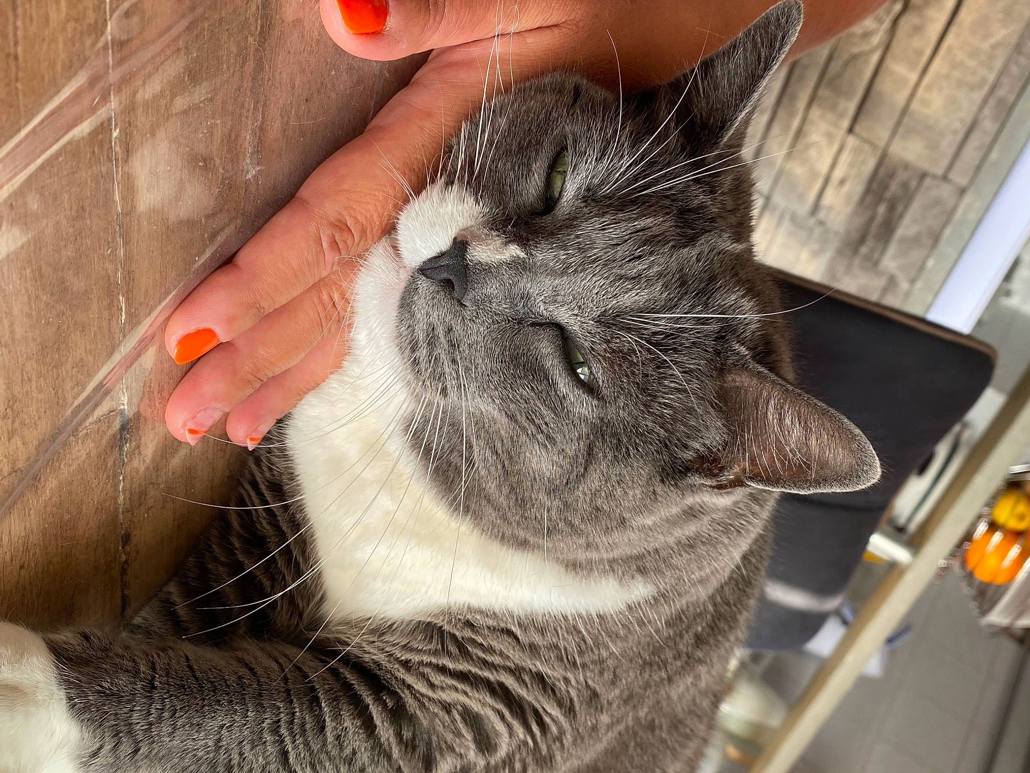 Ficelle a rejoint le concours — aidez-le/la à gagner de superbes lots ! carnivore, cat, claw, comfort, domestic_short_haired_cat, drinking, ear, fawn, felidae, foot, fur, gesture, hand, human_leg, nail, nap, paw, small_to_medium_sized_cats, snout, whiskers