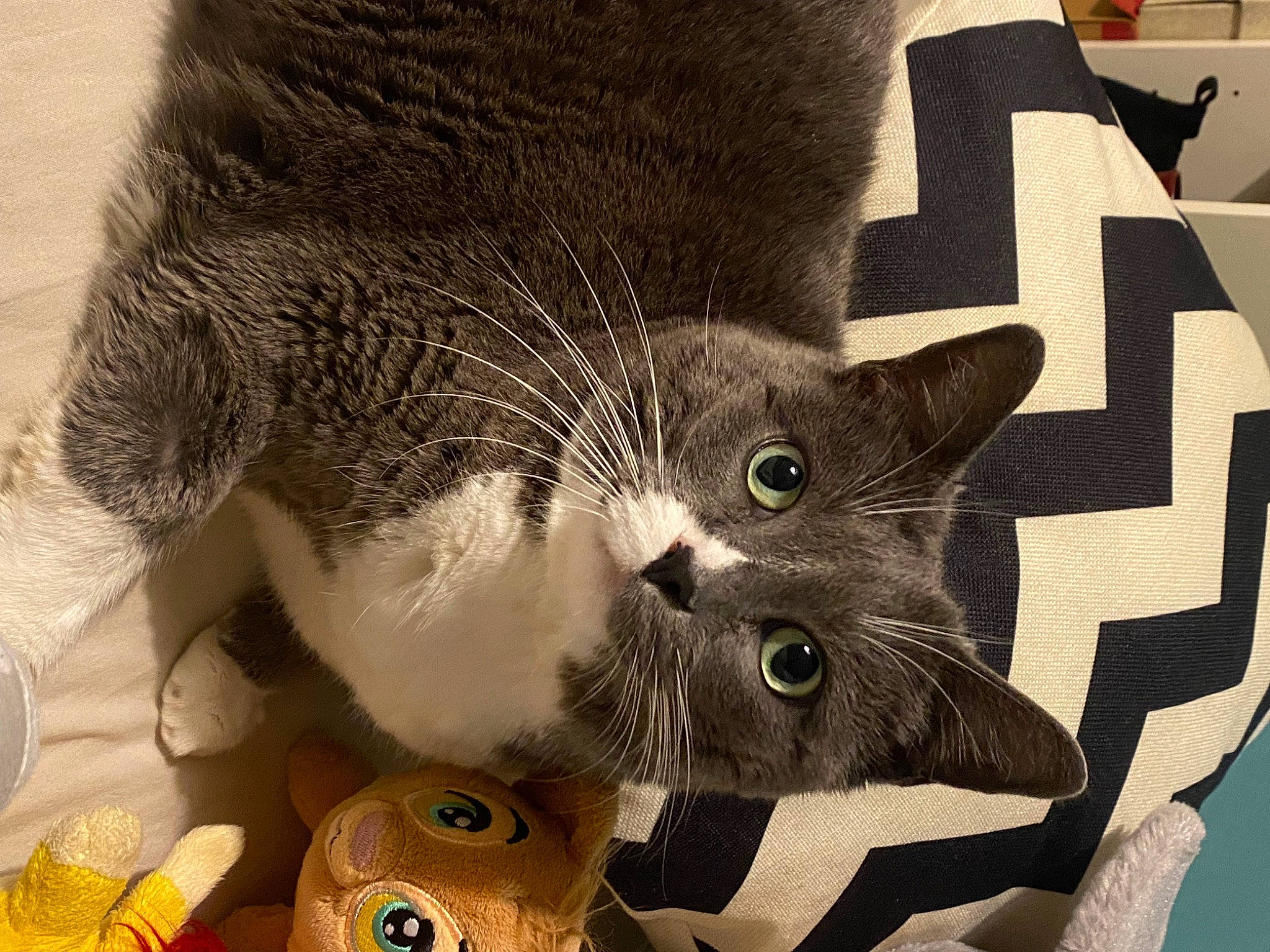 Ficelle a rejoint le concours — aidez-le/la à gagner de superbes lots ! art, carnivore, cat, cat_supply, claw, collar, comfort, domestic_short_haired_cat, felidae, fur, grey, paw, photo_caption, small_to_medium_sized_cats, snout, tail, visual_arts, whiskers