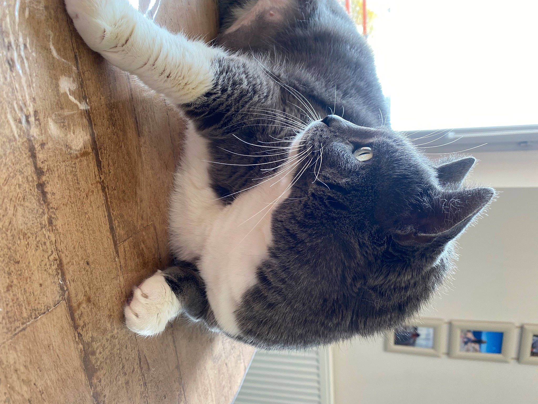 Ficelle participe au concours pour gagner de l'argent avec cette photo : carnivore, claw, dog_breed, domestic_short_haired_cat, ear, eye, felidae, foot, fur, human_leg, natural_material, paw, small_to_medium_sized_cats, snout, sporting_group, tail, terrestrial_animal, whiskers, wood, working_animal