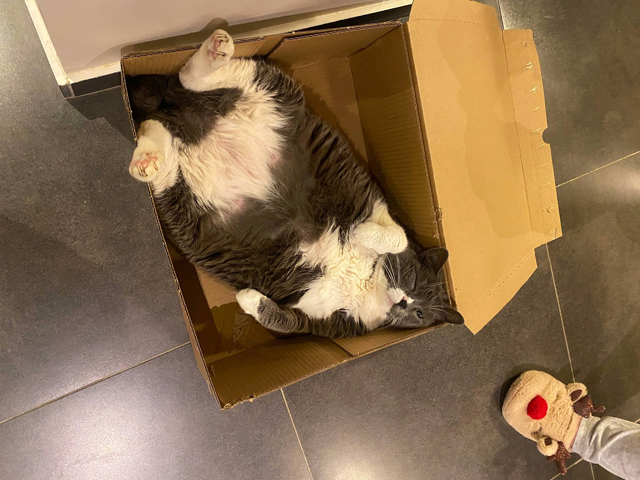 Ficelle participe au concours pour gagner de l'argent avec cette photo : art, box, cardboard, carton, companion_dog, dog_breed, flooring, fur, horse, human_leg, packaging_and_labeling, room, shipping_box, small_to_medium_sized_cats, tail, terrestrial_animal, whiskers, wood, working_animal