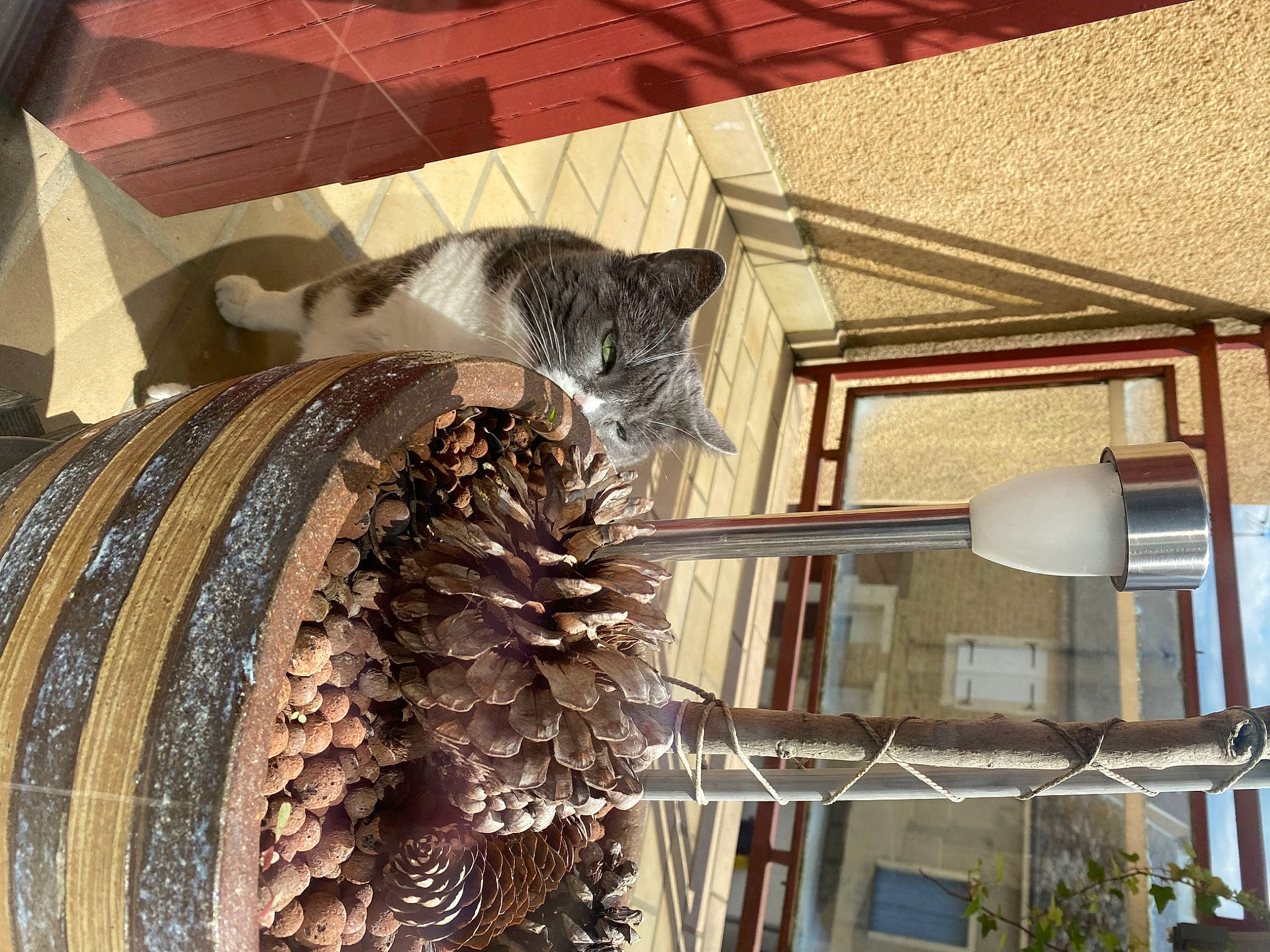 Ficelle a rejoint le concours — aidez-le/la à gagner de superbes lots ! automotive_tire, carnivore, cat, chair, domestic_short_haired_cat, felidae, fur, hide, metal, natural_material, room, shelving, small_to_medium_sized_cats, tail, tire, tree, trunk, whiskers, window, wood