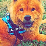 Lilou a rejoint le concours — aidez-le/la à gagner de superbes lots ! animal, canine, close_up, daylight, dog, ears, fluffy, friendly, golden_coat, grass, happy, julius_k9_harness, leash, muzzle, nature, outdoor, pet, resting, smiling, tongue