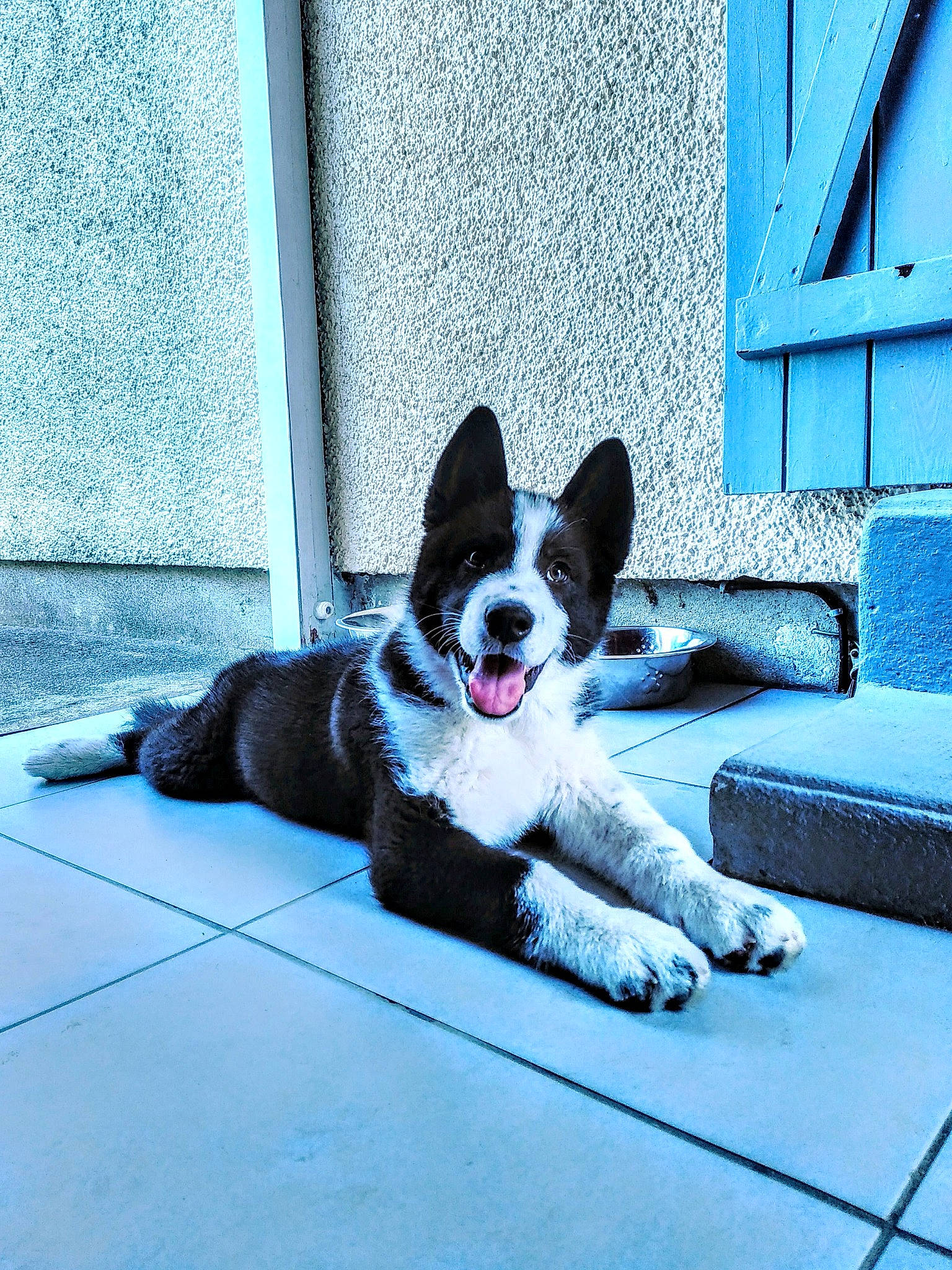 Loki a rejoint le concours — aidez-le/la à gagner de superbes lots ! art, canidae, carmine, carnivore, comfort, companion_dog, dog, dog_breed, dog_supply, door, electric_blue, flooring, pattern, paw, road_surface, snout, sporting_group, tail, tints_and_shades, working_animal