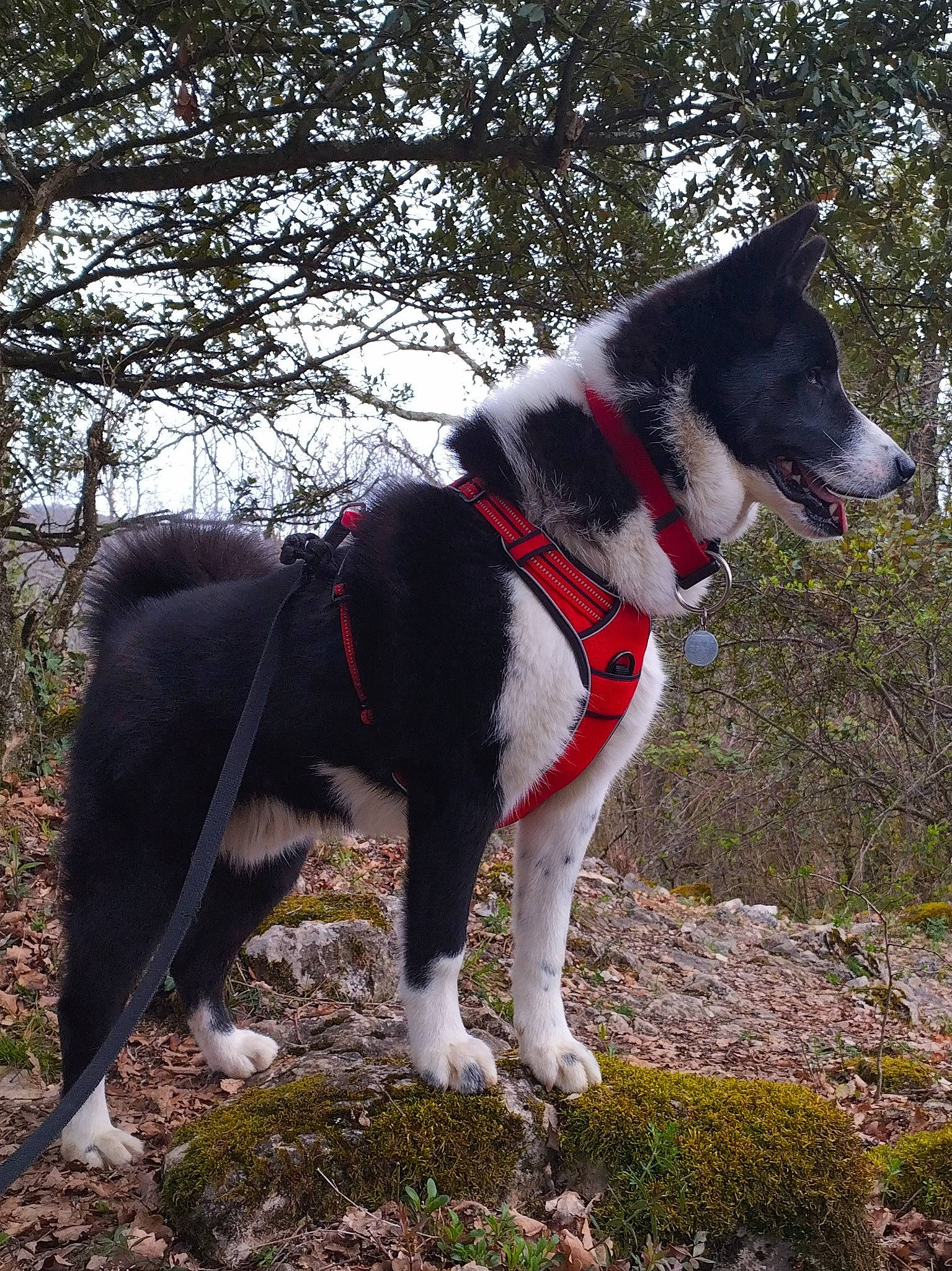 Loki participe au concours pour gagner de l'argent avec cette photo : canidae, carmine, carnivore, collar, companion_dog, dog, dog_breed, dog_collar, dog_supply, fashion_accessory, grass, leash, pet_supply, plant, recreation, sporting_group, tail, tree, working_animal, working_dog