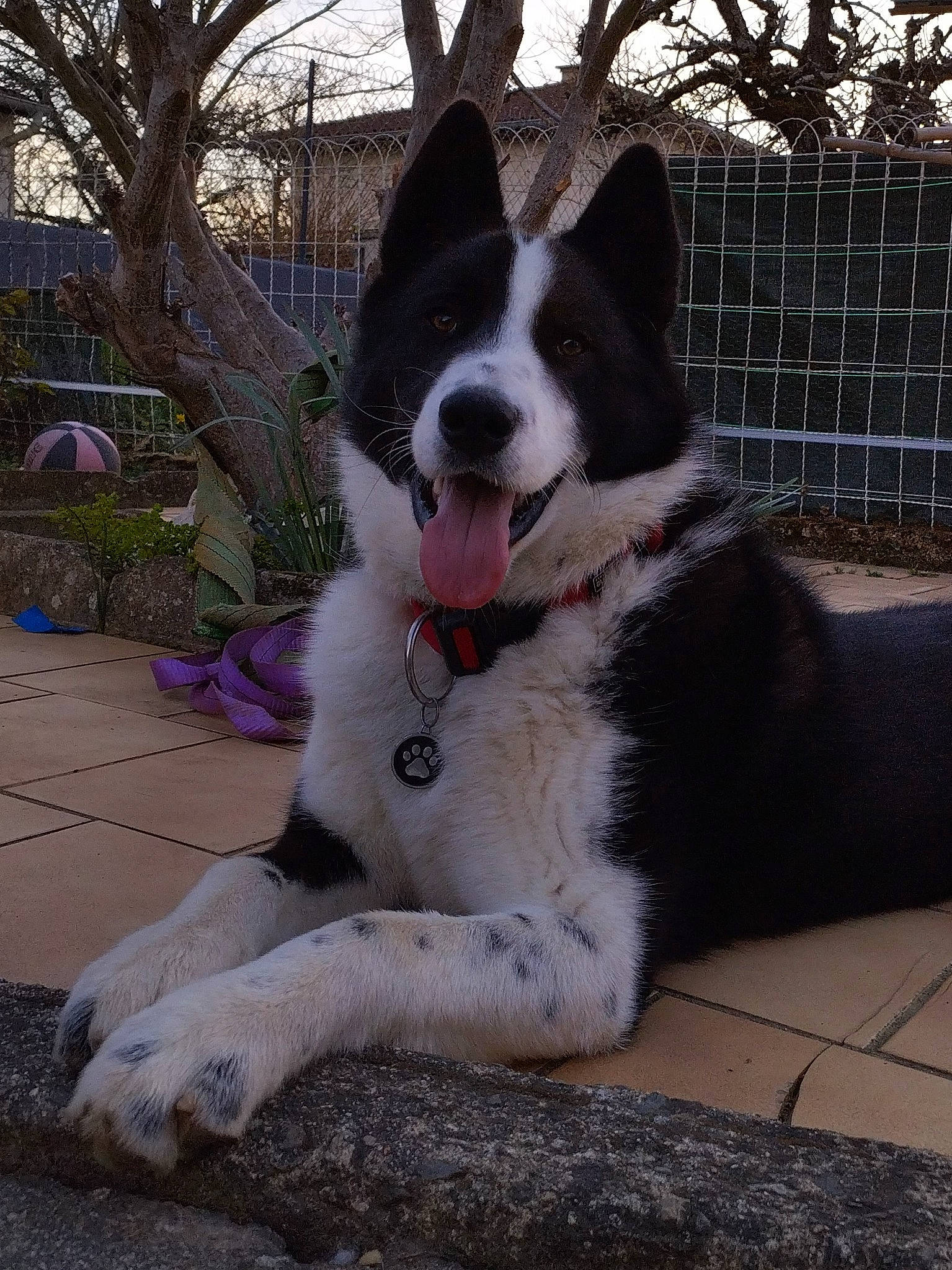 Loki a rejoint le concours — aidez-le/la à gagner de superbes lots ! canidae, carnivore, collar, companion_dog, dog, dog_breed, dog_collar, fur, herding_dog, mcnab, plant, sidewalk, sky, snout, sporting_group, tail, tree, whiskers, window, working_dog