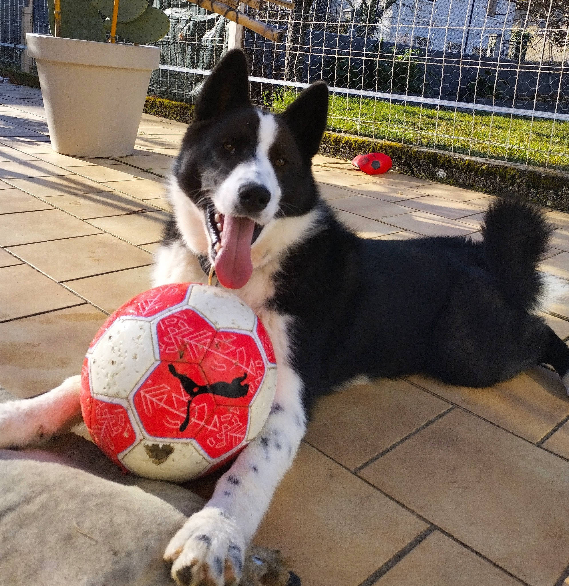 Loki a rejoint le concours — aidez-le/la à gagner de superbes lots ! ball, canidae, carmine, carnivore, collar, companion_dog, dog, dog_breed, dog_collar, dog_supply, fence, flooring, flowerpot, football, fur, herding_dog, plant, snout, sports_equipment, working_animal