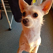Minnie participe au concours pour gagner de l'argent avec cette photo : dog, small_dog, white_dog, indoor, pet, ears, fur, sunlight, floor, curtain, laundry, drying_rack, animal, canine, looking_up, close_up, domestic, companion, cute, alert
