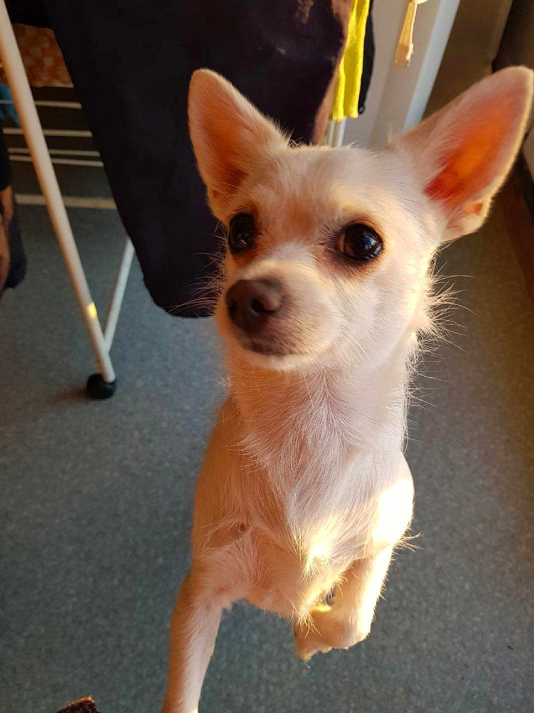 Minnie participe au concours pour gagner de l'argent avec cette photo : dog, small_dog, white_dog, indoor, pet, ears, fur, sunlight, floor, curtain, laundry, drying_rack, animal, canine, looking_up, close_up, domestic, companion, cute, alert