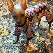 Bella is registered to the contest to win money with this photo: animal, blurred_face, canine, carpet, colorful, cute, dog, ears, floral_outfit, four_legs, furniture, home, indoor, patterned_carpet, pet, playful, rope_toy, small_dog, standing, toy