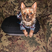 Lucy is registered to the contest to win money with this photo: dog, small_dog, plaid_shirt, armchair, patterned_fabric, cushion, indoor, pet, flash_reflection, cute, canine, fur, ears, eyes, mouth, paws, resting, cozy, home, animal