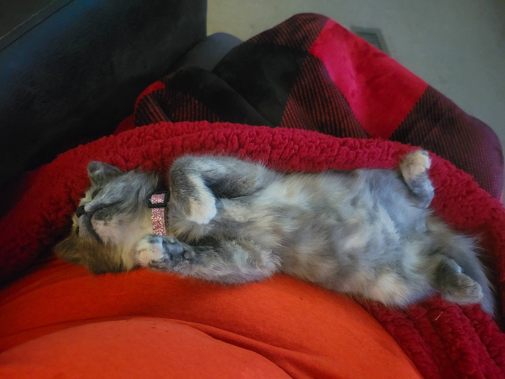 Emily is registered to the contest to win money with this photo: canidae, carnivore, cat, claw, comfort, companion_dog, couch, dog_breed, domestic_short_haired_cat, fawn, felidae, fur, grey, linens, paw, small_to_medium_sized_cats, snout, sporting_group, tail, whiskers