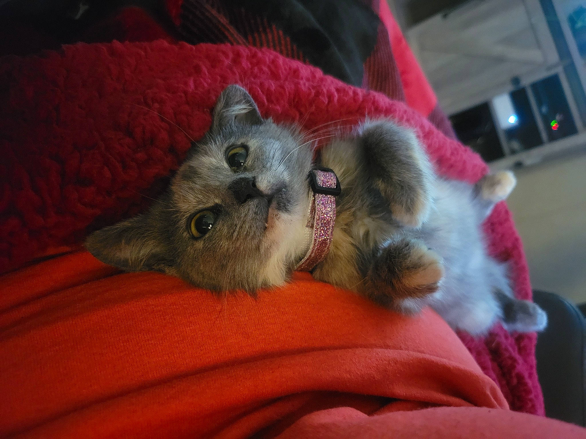 Emily is registered to the contest to win money with this photo: carnivore, cat, claw, comfort, domestic_short_haired_cat, felidae, foot, fur, nap, paw, russian_blue, small_to_medium_sized_cats, terrestrial_animal, whiskers