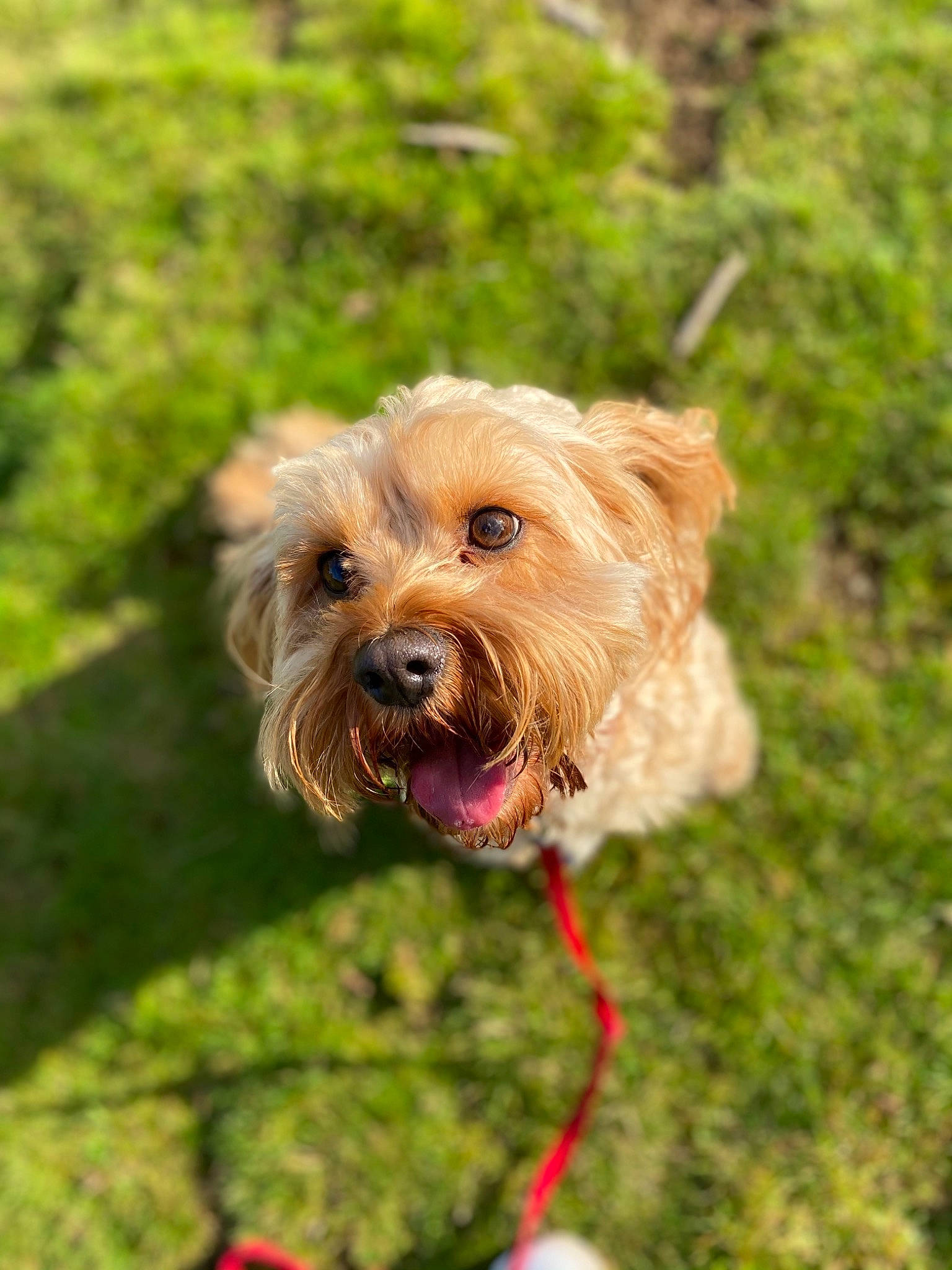 Rosie is registered to the contest to win money with this photo: canidae, carnivore, collar, companion_dog, dog, dog_breed, dog_collar, fawn, grass, leash, liver, puppy, small_terrier, snout, sporting_group, terrier, toy_dog, water_dog, wood, working_animal