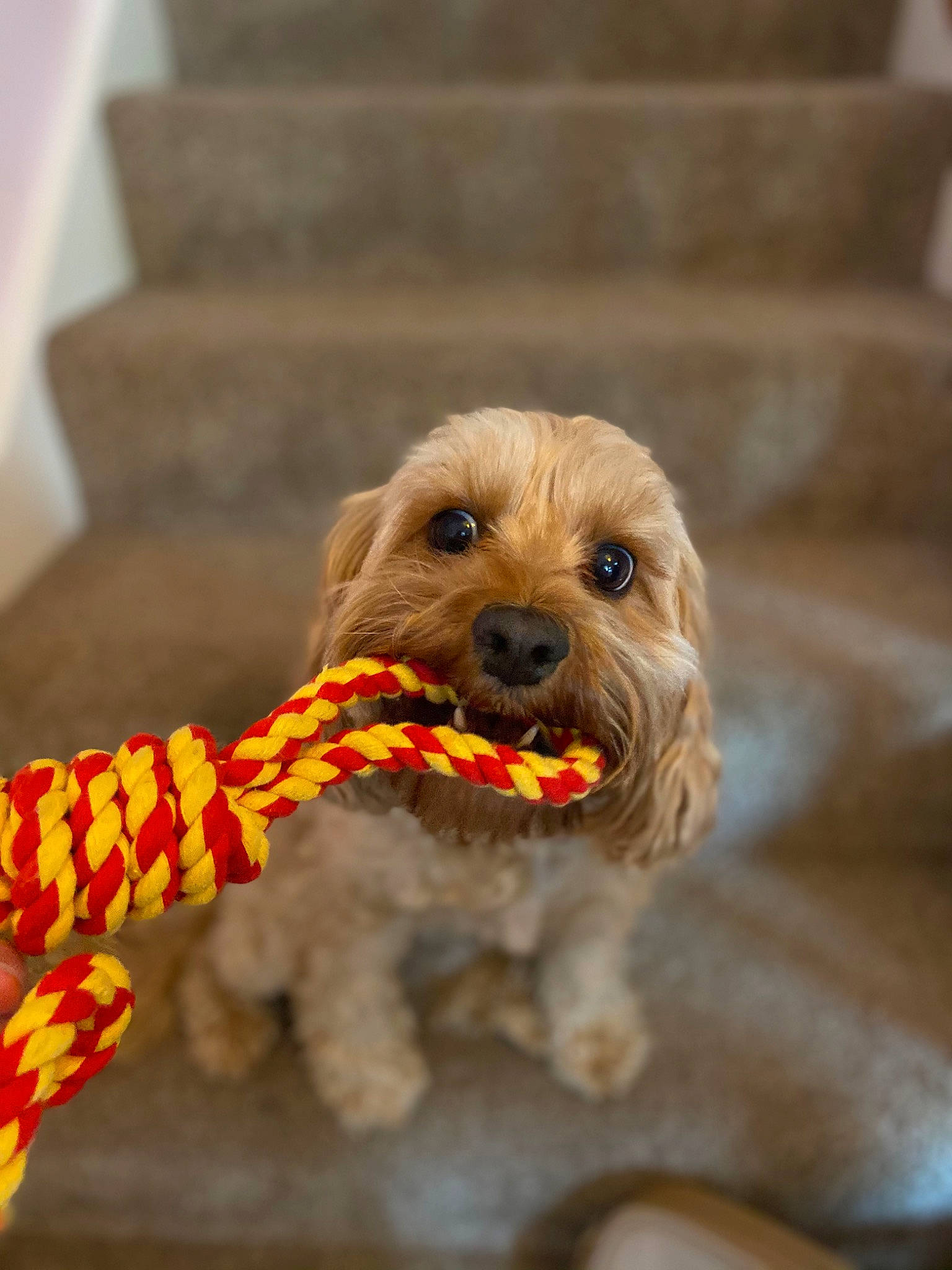 Rosie joined the competition — help win amazing prizes! canidae, carnivore, companion_dog, dog, dog_breed, dog_clothes, dog_collar, dog_supply, fawn, fur, liver, pet_supply, small_terrier, snout, sporting_group, terrier, toy, toy_dog, wood, working_animal