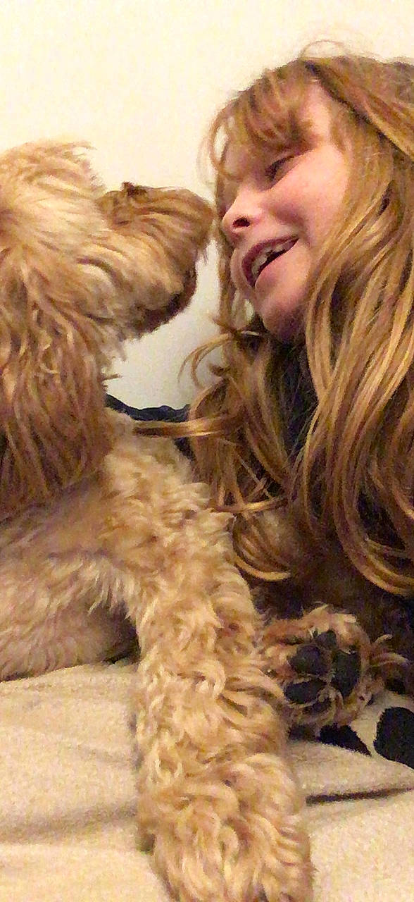 Rosie joined the competition — help win amazing prizes! brown_hair, canidae, carnivore, companion_dog, dog, dog_breed, ear, fawn, fur, hairstyle, happy, liver, long_hair, organ, skin, smile, snout, sporting_group, terrier, toy_dog