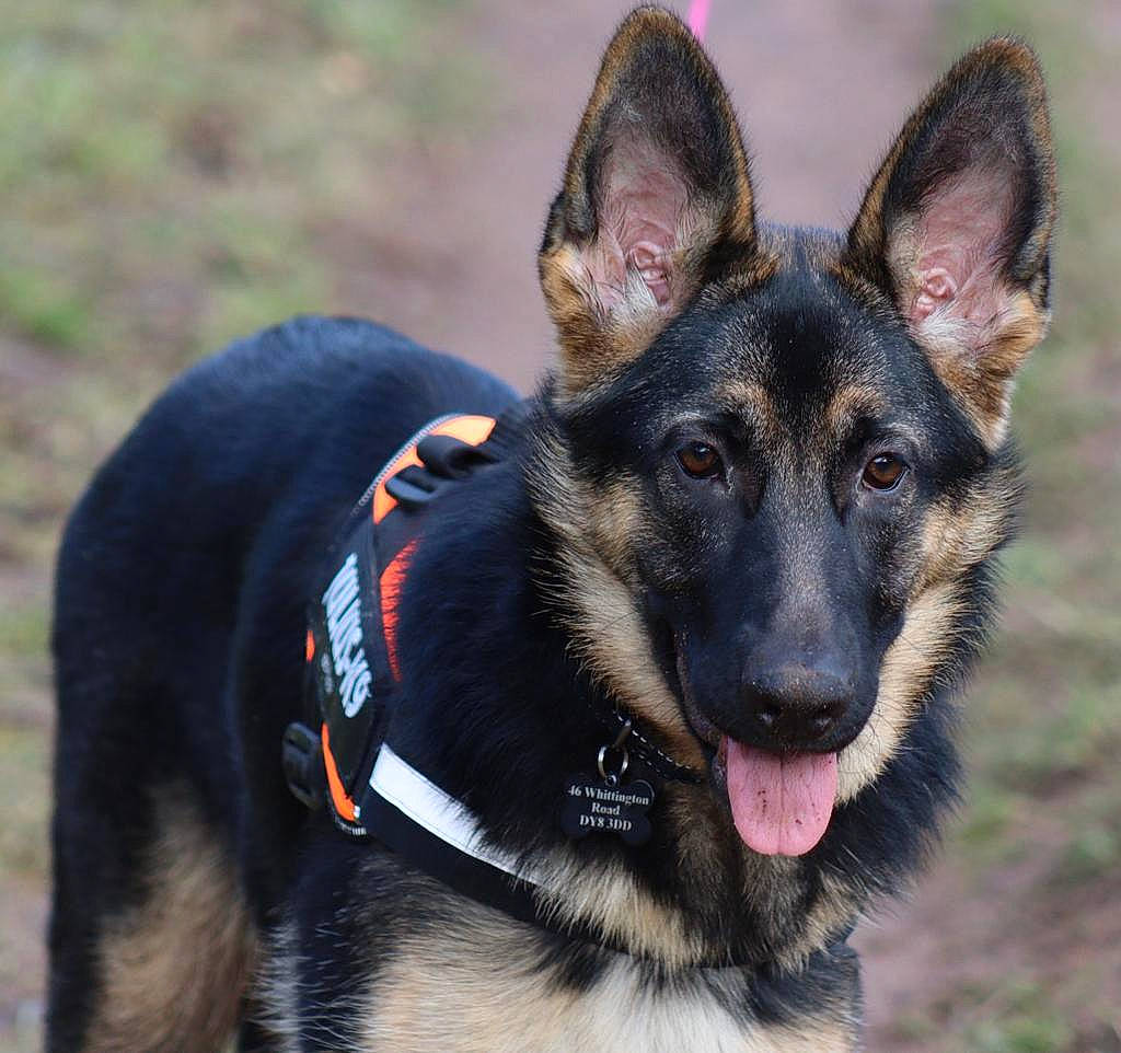 Maeve is registered to the contest to win money with this photo: belgian_shepherd_malinois, canidae, carnivore, collar, companion_dog, dog, dog_breed, dog_supply, east_european_shepherd, fur, german_shepherd_dog, guard_dog, herding_dog, king_shepherd, law_enforcement, old_german_shepherd_dog, snout, sporting_group, working_animal, working_dog