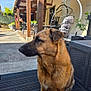 dog, german_shepherd, outdoor, patio, wooden_deck, furniture, chair, hanging_chair, cushion, sunlight, daytime, calm, pet, animal, side_view, wooden_beams, plant, sky, relaxing, backyard
